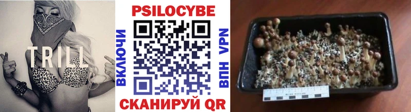 Купить где  Малгобек  Галлюциногенные грибы Cubensis 